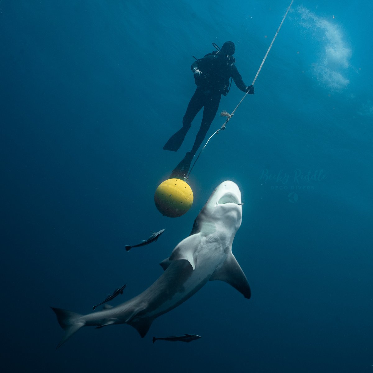 Becky Riddle tweet media