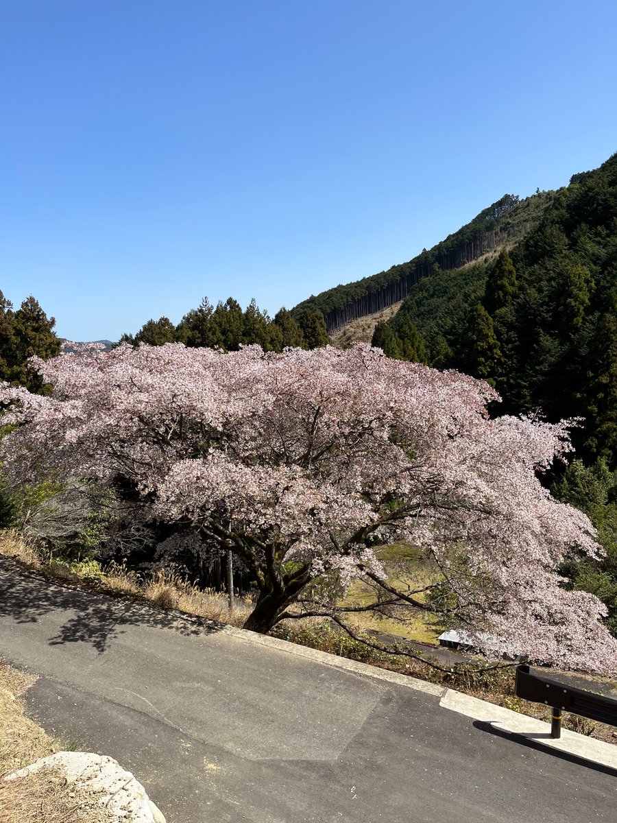 古座川町峯のクマノザクラを見てきました〜。立派ですなぁ。もうチラホラと葉桜が。