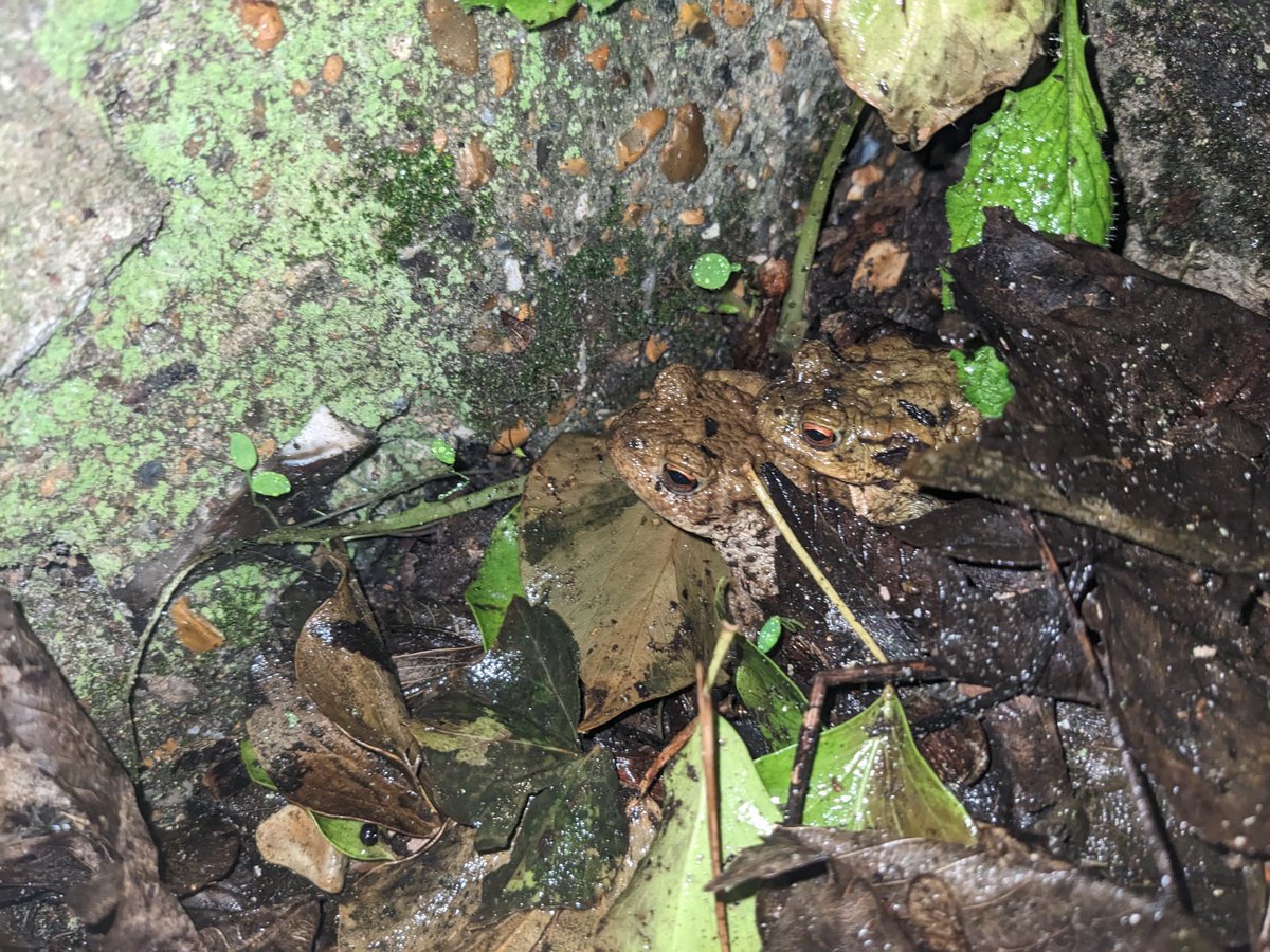 I'm looking to do volunteer surveys or habitat work this season in Sussex. Now my job is more desk based I'm keen to get out. If anyone has ideas or opportunities please let me know! I have my GCN licence and have done camera trapping. Toad patrol picture below from this week 😊