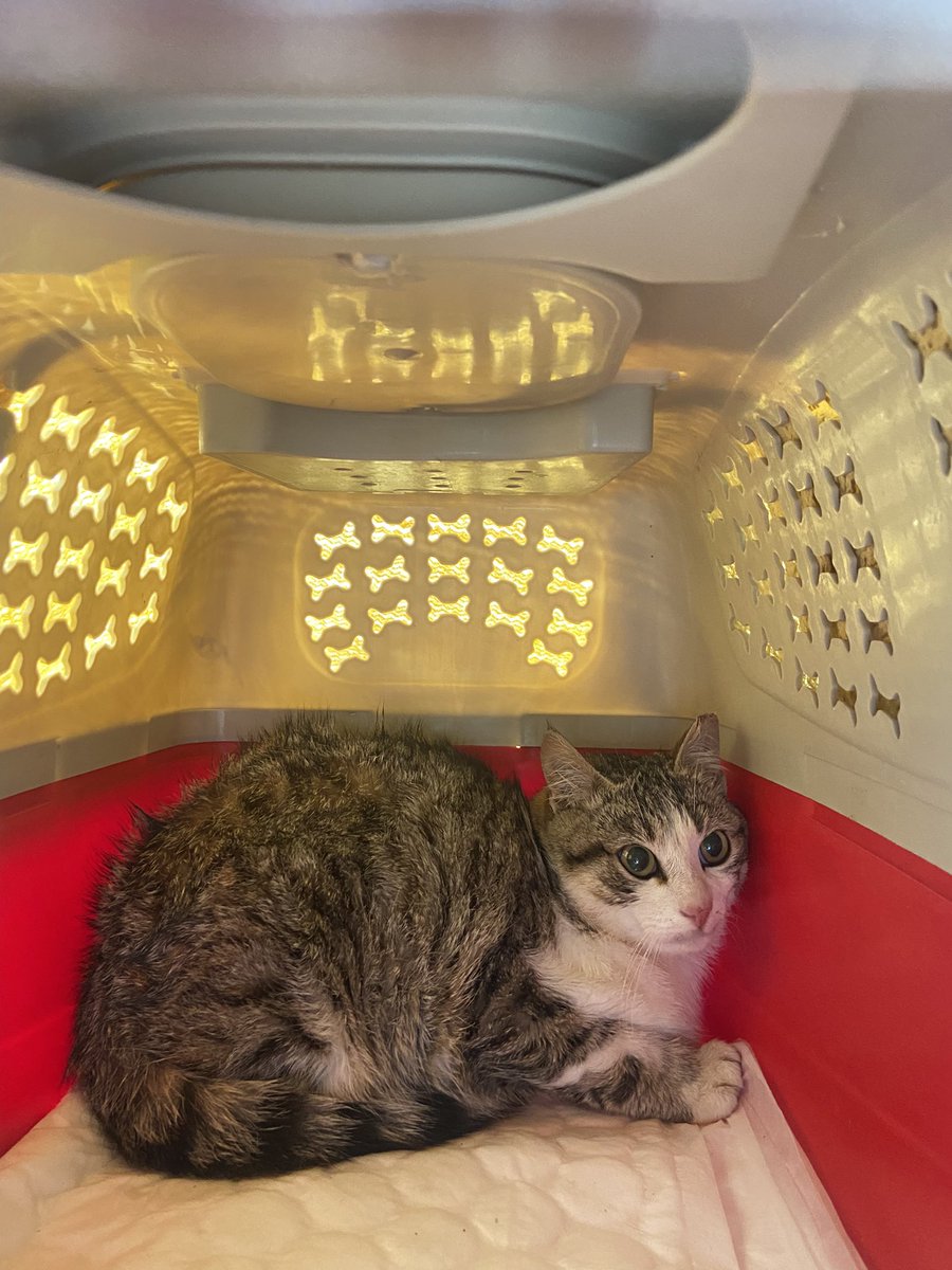 MinoValleyFarm's tweet photo. Yesterday we caught this little guy, he’s very scared 😳 just a few months old, he’s been castrated & is spending 24 hours in the holding area so he can eat & recover. We called him Pip #tnr #CatsOfTwitter #catcolony 13 castrated & one more at the vet today 🙏🏻 https://t.co/pFmEe2NKrv