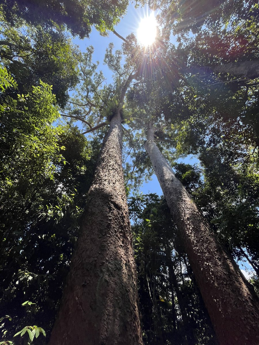 FallawNicholas's tweet photo. The ~1000 y/o “Twin Kauris” at lake Barrine; ‘Agathis microstachya’. The largest of the pair (LHS) is 6.52m dbh, &amp; 44.0m to an intact crown. Recent instalment of a view deck looks to have damaged subterranean roots and weeping bark now surrounds the trees basal north side. Irony. https://t.co/afrW4DUc01