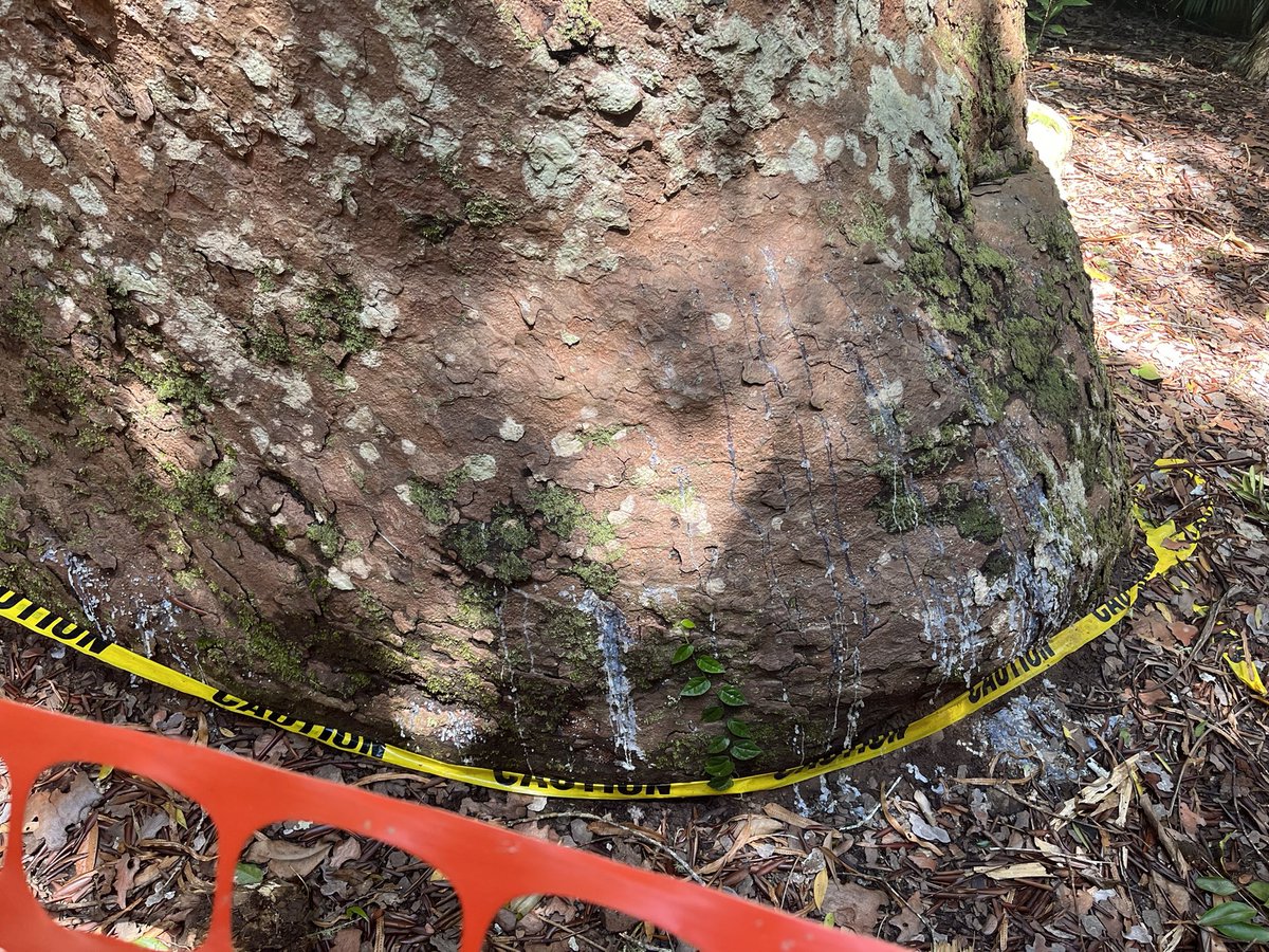 FallawNicholas's tweet photo. The ~1000 y/o “Twin Kauris” at lake Barrine; ‘Agathis microstachya’. The largest of the pair (LHS) is 6.52m dbh, &amp; 44.0m to an intact crown. Recent instalment of a view deck looks to have damaged subterranean roots and weeping bark now surrounds the trees basal north side. Irony. https://t.co/afrW4DUc01