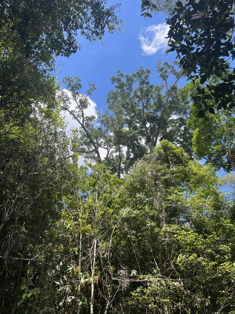 FallawNicholas's tweet photo. The ~1000 y/o “Twin Kauris” at lake Barrine; ‘Agathis microstachya’. The largest of the pair (LHS) is 6.52m dbh, &amp; 44.0m to an intact crown. Recent instalment of a view deck looks to have damaged subterranean roots and weeping bark now surrounds the trees basal north side. Irony. https://t.co/afrW4DUc01