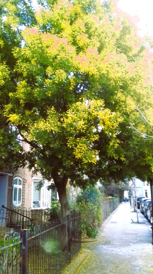 Thrilled to see a beautiful Mimosa tree in full glorious bloom on a grey day in Ladbroke Grove, London.