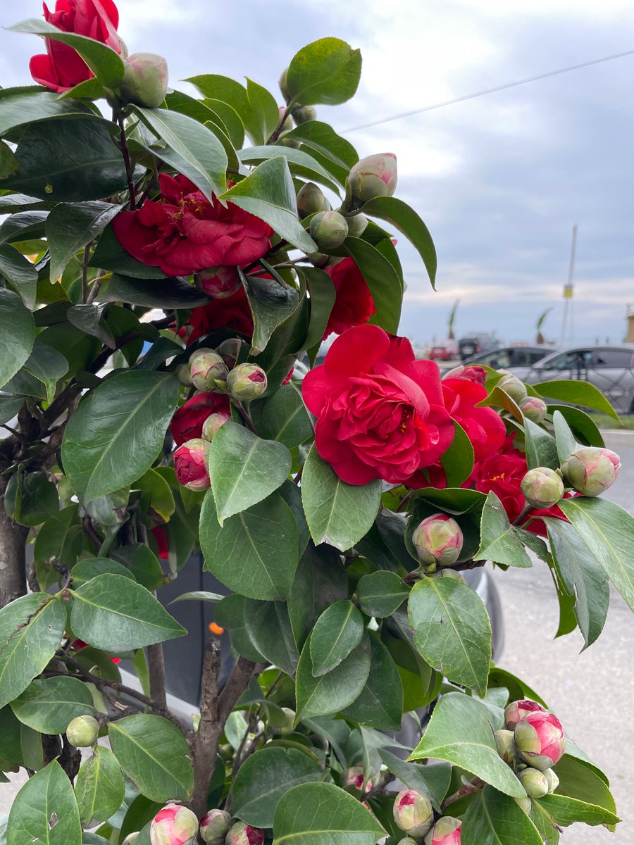 MilsyMay's tweet photo. Spring flowers🌸 https://t.co/4ZpPabv0Pm