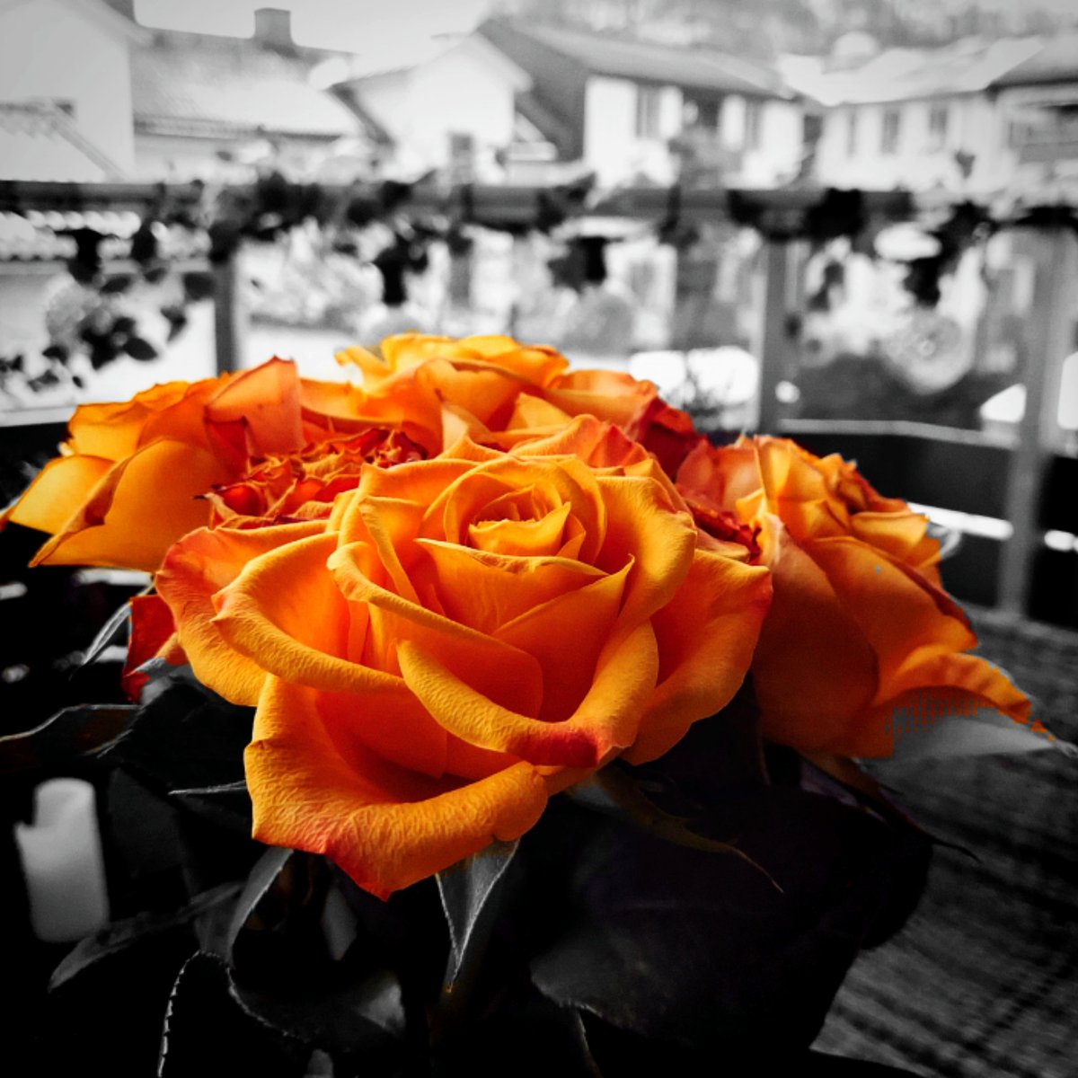 #BW #flower and #colorpop 🙂 @Nokia @NokiaMobile @hmd_global @HMDGlobal @TheLightCo @teampureview @NokiamobBlog #nokia #nokia9 #photography #phoneography #5lenses #fivelenses #capturedbylight #shotonnokia #nokiamobile #nature #rose