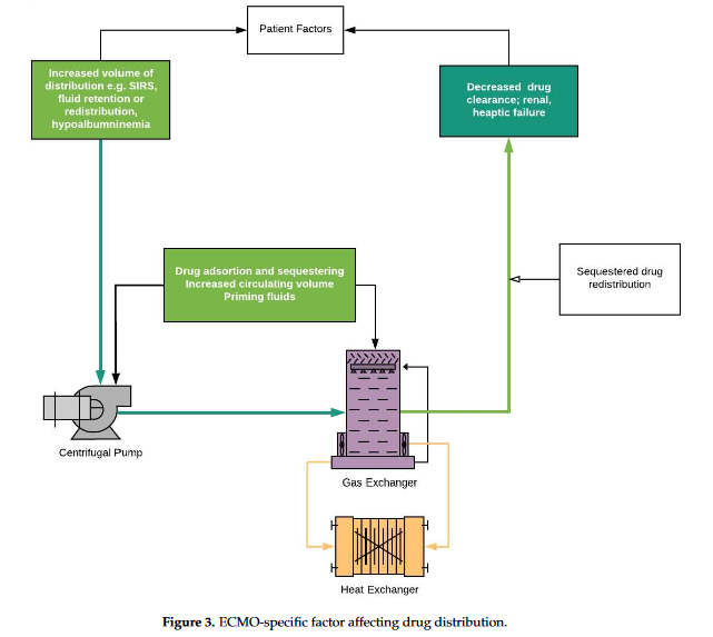 🟣 Antibiotics and #ECMO in the adult population: Persistent challenges and practical guides.  

Increased Vd, altered CL and circuit sequestration ➡️ #TDM

mdpi.com/2079-6382/11/3…