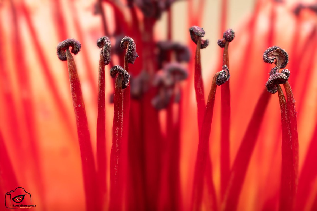 rdrakesh's tweet photo. Taking advantage of the full bloom in spring, I spent an hour shooting some flowers over the weekend in the garden in my apartment garden.
Would love to see some of your flower images.
#IndiAves #Flowers #macro #SpringtimeSplendor #flowerphotography https://t.co/1eiM4pnJ1A