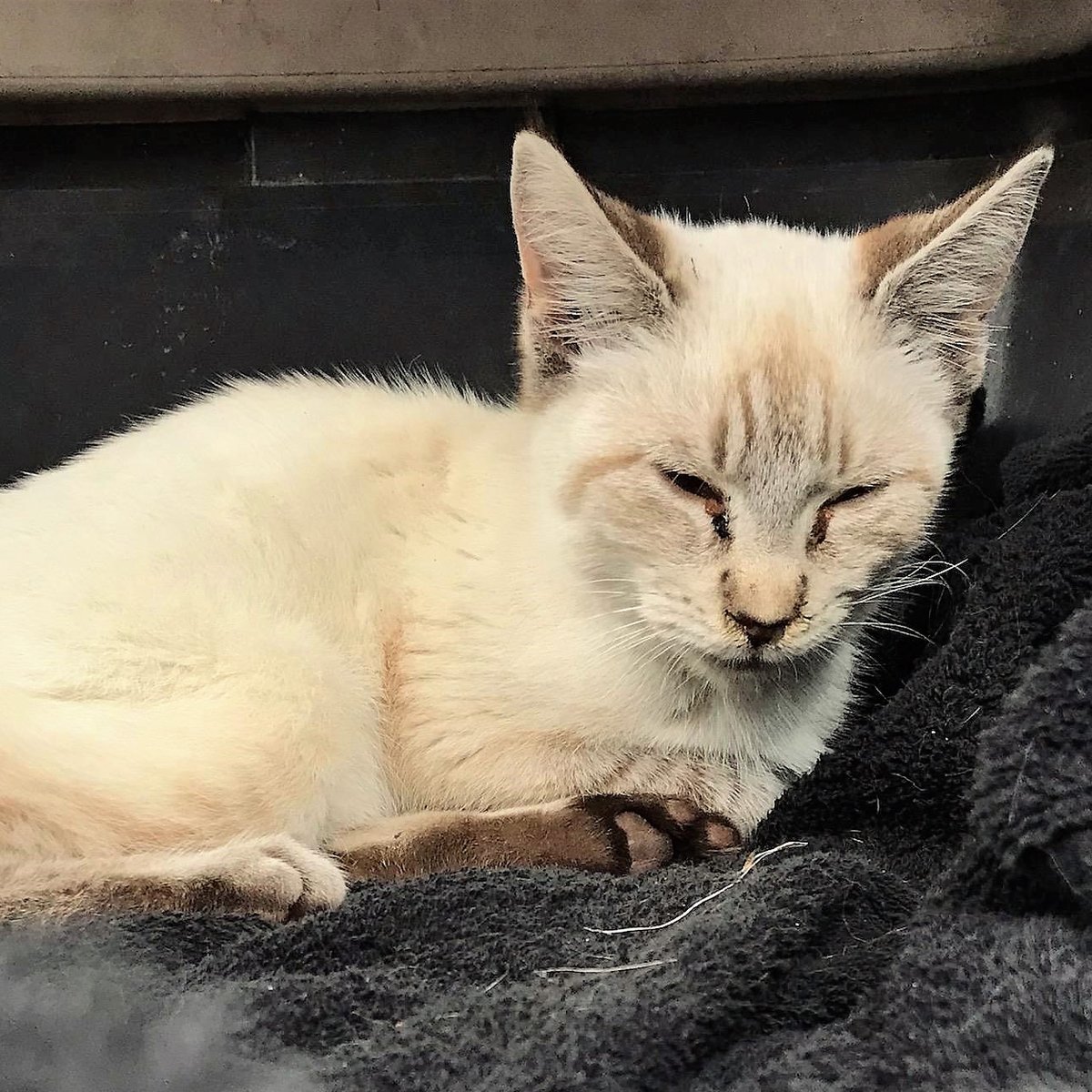TpawsNoKill's tweet photo. Kittens and Updates - https://t.co/m6f0UC0g3F https://t.co/QkUObapRX8