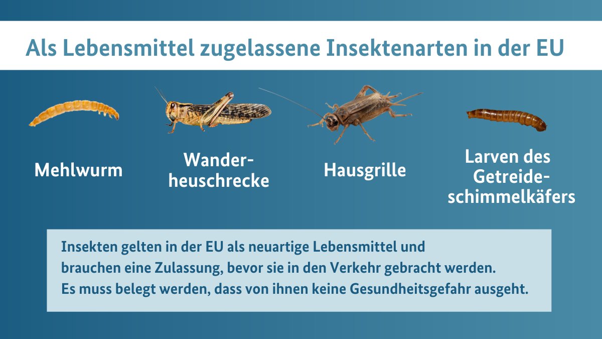 In der EU sind bisher vier #Insekten​arten als neuartige Lebensmittel zugelassen:

👉 Larve des Mehlkäfers – auch Mehlwurm genannt
👉 Wanderheuschrecke
👉 Hausgrille
👉 Larven des Getreideschimmelkäfers – auch Buffalowurm genannt

Mehr Informationen: sohub.io/vodv