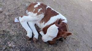 Damızlık Hayvancılığımızın en büyük handikabı hiç şüphesiz buzağı ölümleri oranımızın çok yüksek seyretmesidir. Veteriner hakimlerimizin büyük gayretleri ile ölümleri önlemede çaba gösteriyoruz. Ancak Zooteknist ziraat mühendislerinden yeterince yararlanmasını bilmeyen ++