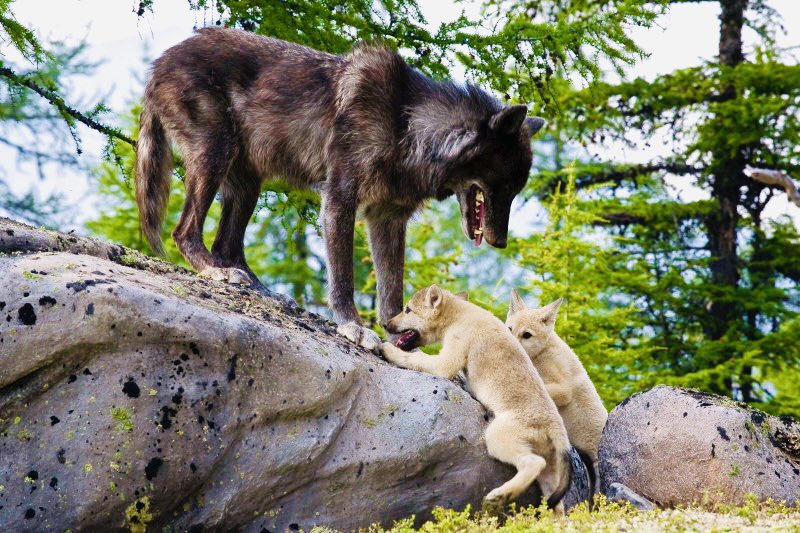 Movies_Wolves76's tweet photo. #RelistWolves #RelistWolvesNow #ProtectOurWildlife #SaveOurAnimals #StopTheSlaughter #BeautifulSpecies #ImportantPredators #Coexist https://t.co/gYRfIFNisr 🐺🐺🌿🌿 https://t.co/7jhuha5LbB