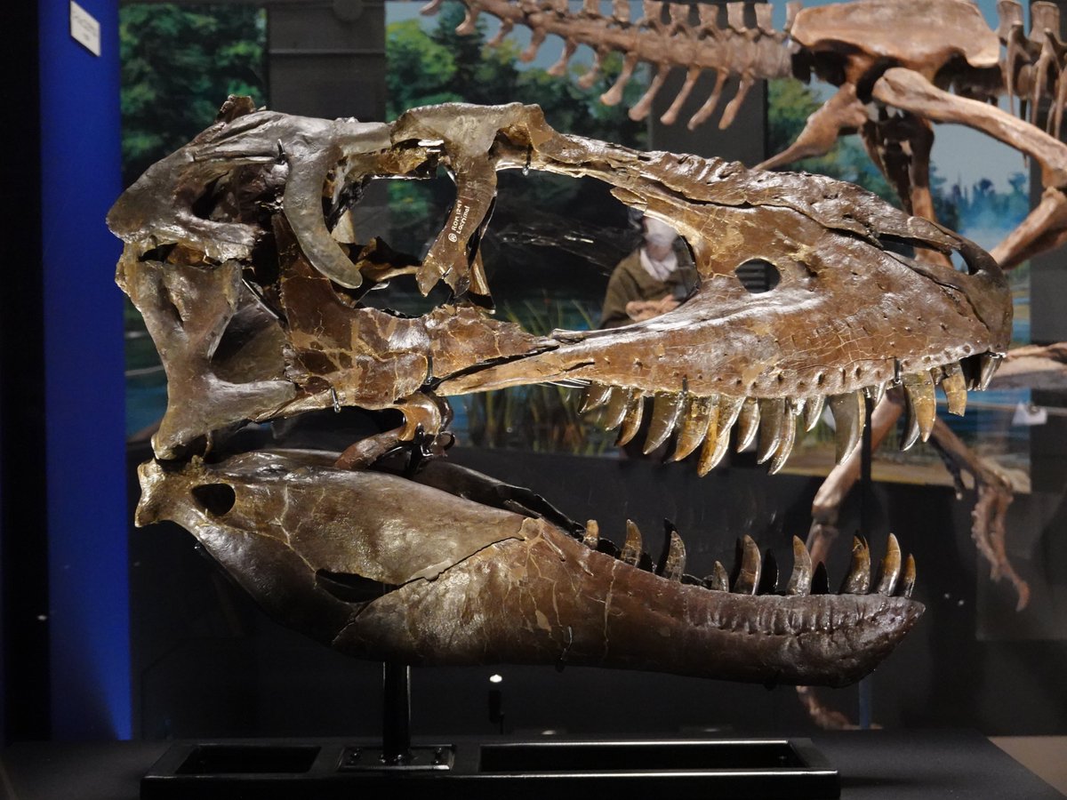 コモドドラゴン頭骨の博物館展示用標本 大特価販売中 www