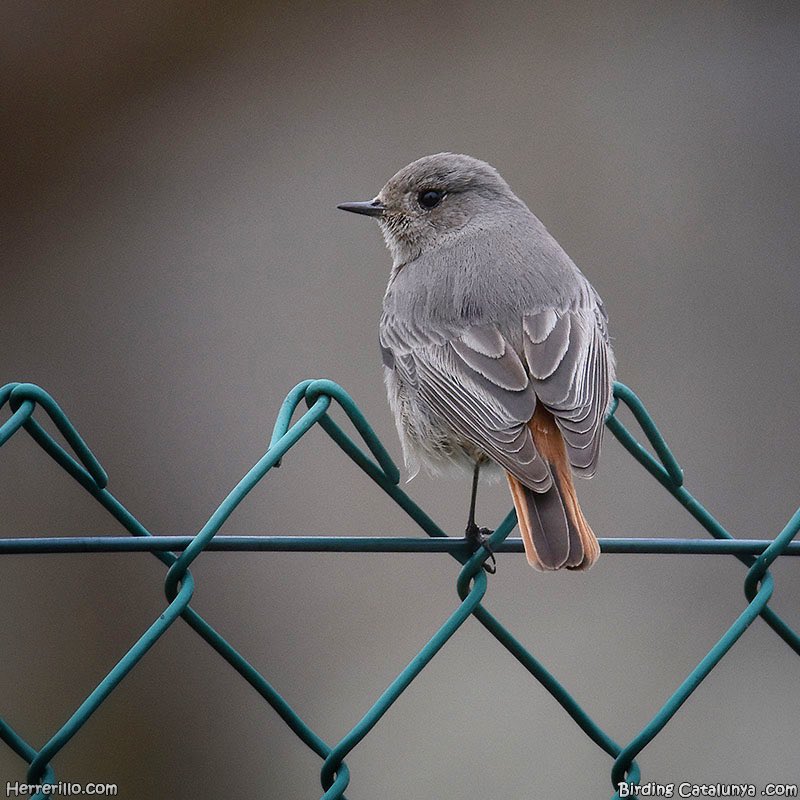 birdcatalunya's tweet photo. Cotxa fumada (Phoenicurus ochruros) https://t.co/fF6VXY408i