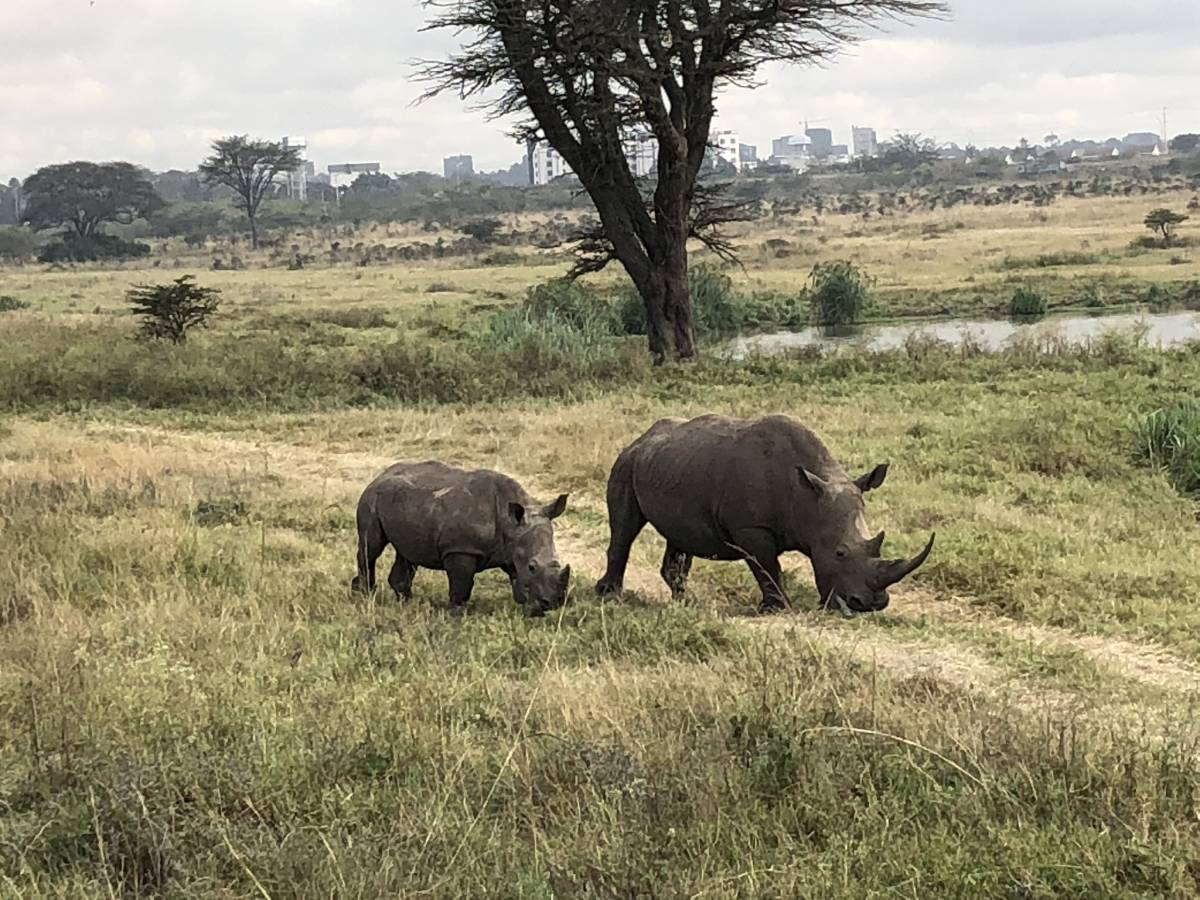 CuteAnimalsPets's tweet photo. Animals in #Kenya: Species Conservation Day 2023: The UN World Wildlife Day takes place annually on March 3rd https://t.co/4P3Wfhcb9L https://t.co/Q1xAX9CFpP