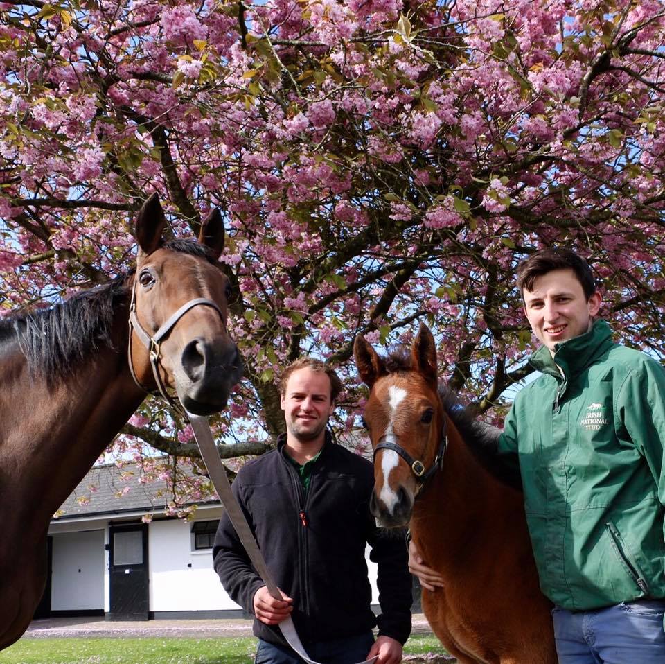 IrishNatStud's tweet photo. Throwback to 2017, Quevega with her 2017 Walk In The Park colt aka FACILE VEGA!! with 2017 students  @staniclaus & Paul Ptye.
Quevega is currently in the foaling unit, overdue and keeping us waiting.

Best of luck to all the runners and riders @CheltenhamRaces 

#Cheltenham2023 
#Quevega
#FacileVega
#SocialStable