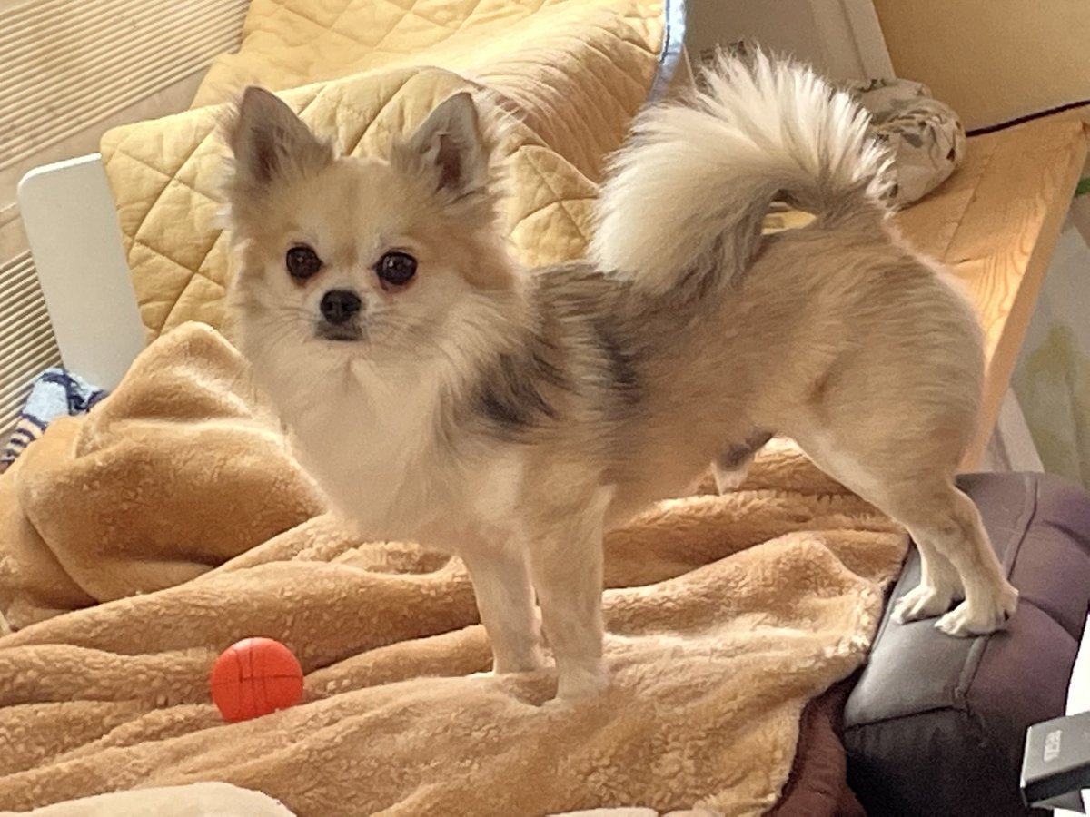 Ek9ilTrudeSW's tweet photo. 【拡散希望】犬を探しています
犬種：チワワ
性別：オス
大きさ：超小型犬

栃木県真岡市亀山1452ドッグファームバロネスから脱走しました。
臆病な子です。追いかけると逃げると思います。見つけたら連絡お願いします。
警察に届出済みです
#拡散希望 #迷子犬 #迷い犬 #栃木 https://t.co/4tIhR58VF0