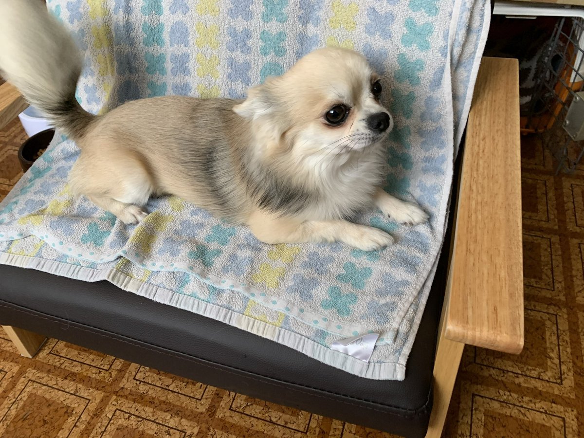 Ek9ilTrudeSW's tweet photo. 【拡散希望】犬を探しています
犬種：チワワ
性別：オス
大きさ：超小型犬

栃木県真岡市亀山1452ドッグファームバロネスから脱走しました。
臆病な子です。追いかけると逃げると思います。見つけたら連絡お願いします。
警察に届出済みです
#拡散希望 #迷子犬 #迷い犬 #栃木 https://t.co/4tIhR58VF0