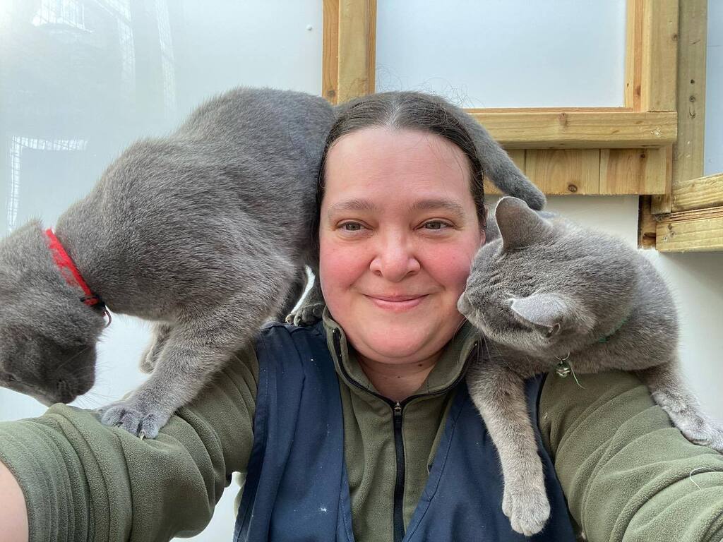 bexbagel's tweet photo. Itโs a wonder I get any thing done #workcats #russianblue #cats https://t.co/CbbiuLXjpa