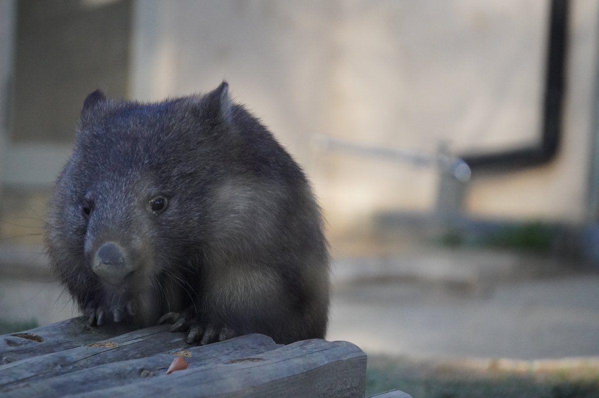 makikoromi's tweet photo. フクちゃんのお庭にダッシュで入ってきたコウくん
よじよじ
#五月山動物園
#ウォンバット
#コウくん
#wonbat https://t.co/a0tbaawb0q