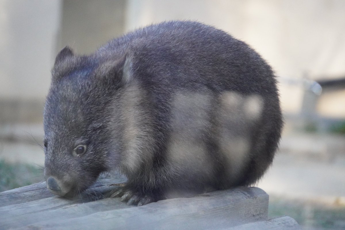 makikoromi's tweet photo. フクちゃんのお庭にダッシュで入ってきたコウくん
よじよじ
#五月山動物園
#ウォンバット
#コウくん
#wonbat https://t.co/a0tbaawb0q