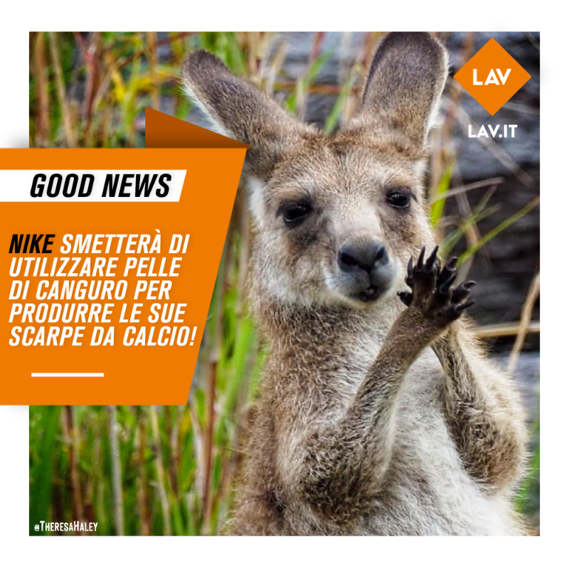 LAV_Italia's tweet photo. 🦘Ancora buone notizie nella campagna #SalvaCanguri! 

Anche @Nike ha annunciato che non produrrà più scarpe da calcio con pelle di #canguro!

@adidas e le italiane @lottosport @Pantofola1886 @DaneseCalzature continuerete ad essere complici della strage di canguri?
