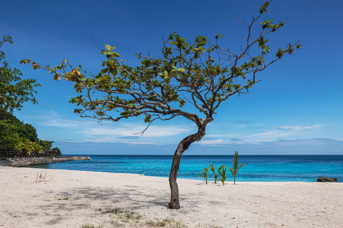 MichelTravels's tweet photo. Tree at Beach in Siquijor

#philippines #siquijor #salagdoongbeach #tree #beach #sand #sea #blue #water #clear https://t.co/e2T6d1UkAk