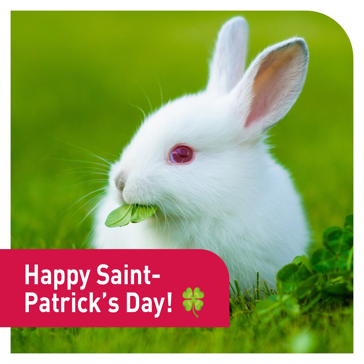 Happy #saintpatricksday to all who celebrate! 🍀🍀🍀#passionforpets