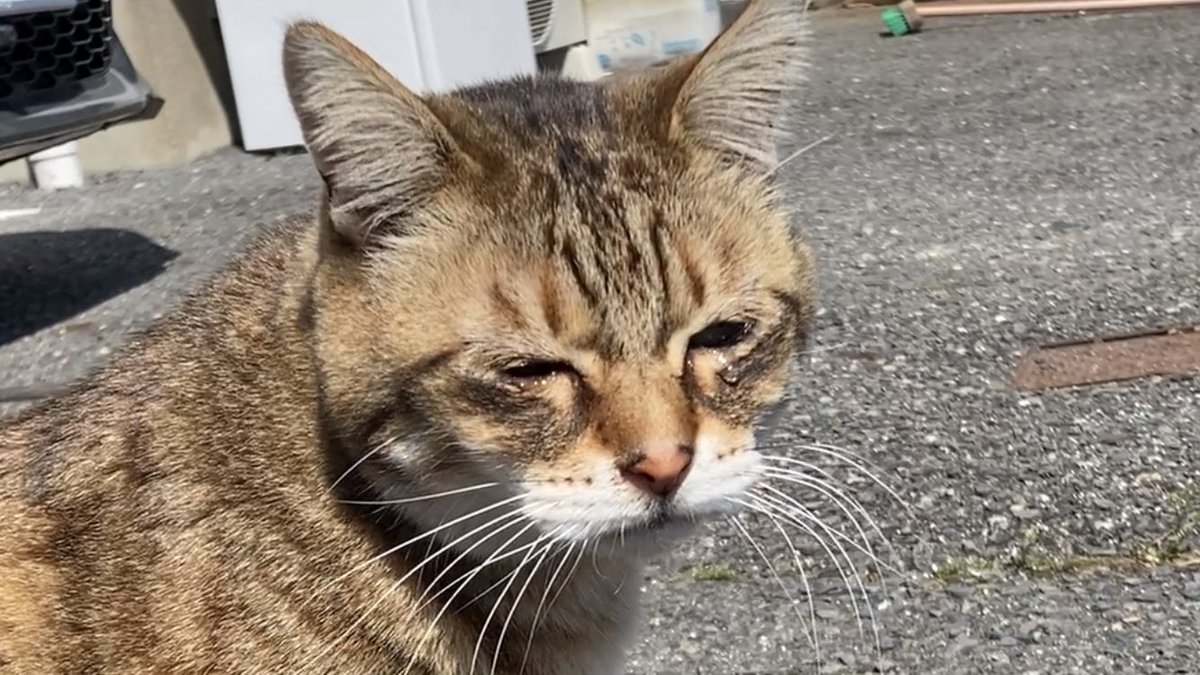 linkdou's tweet photo. 猫も花粉症で辛そう😹

#猫　#ねこ　#花粉症
#辛い　#つらい　#涙目 https://t.co/TwaUORWCJn