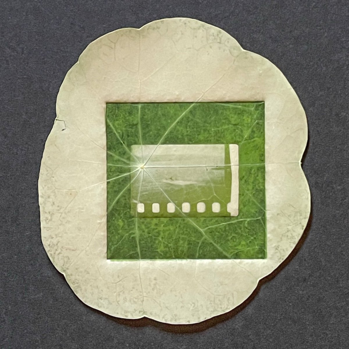 lumilyon's tweet photo. Taken From Memory (2022) unidentified #Agfacolor slide printed on leaf. To find out more about #Chlorophyllprints and other #sustainable #photochemistry visit #NaturalMagic @Bodleianlibs WestonLibrary #Oxford this Thursday tol 4 June @PhotoOxford https://t.co/axGLRYiYxk