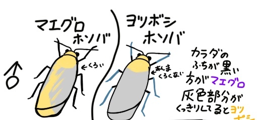 #一般人には同じに見える2種を貼る
じゃあこれ 