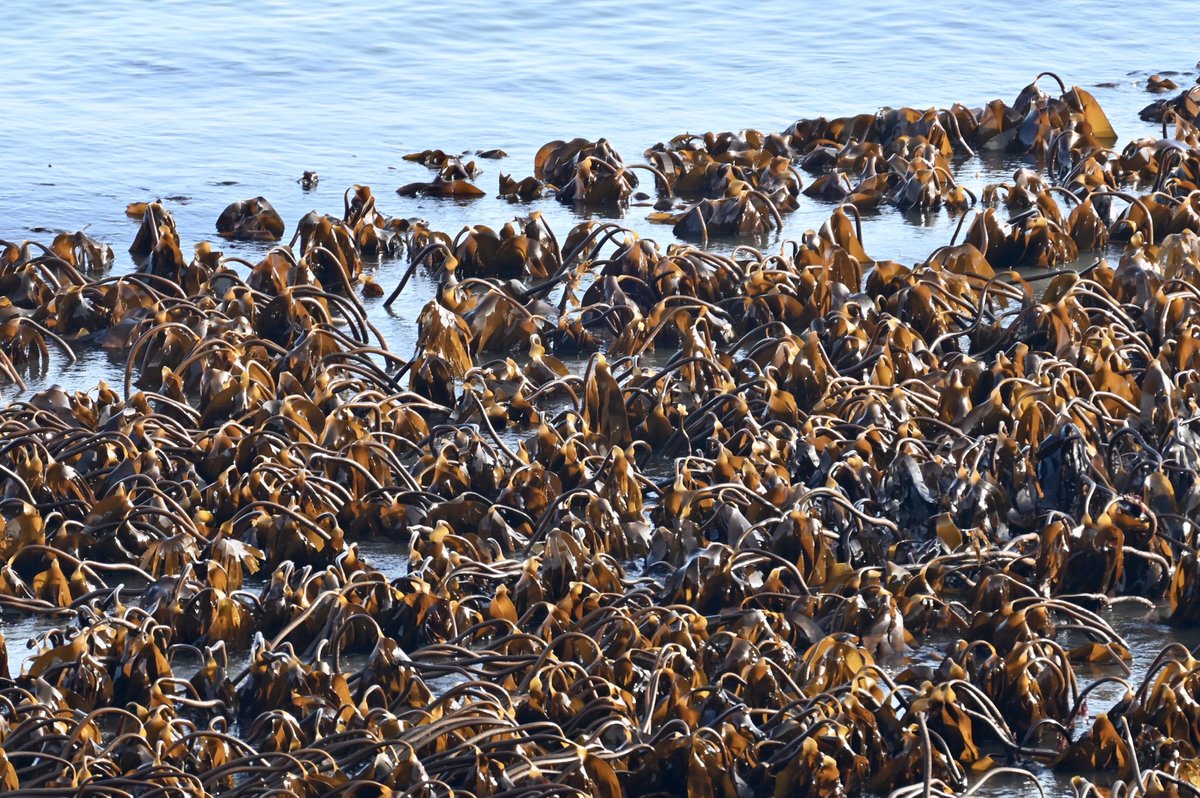 Kelp is vital for the health of the ocean: it grows in forests, that are a huge nursery for migrating marine life & provides critical habitats for young marine species acting as an important carbon sink. #Lundy #marineconservation #carbonsink #marinelife