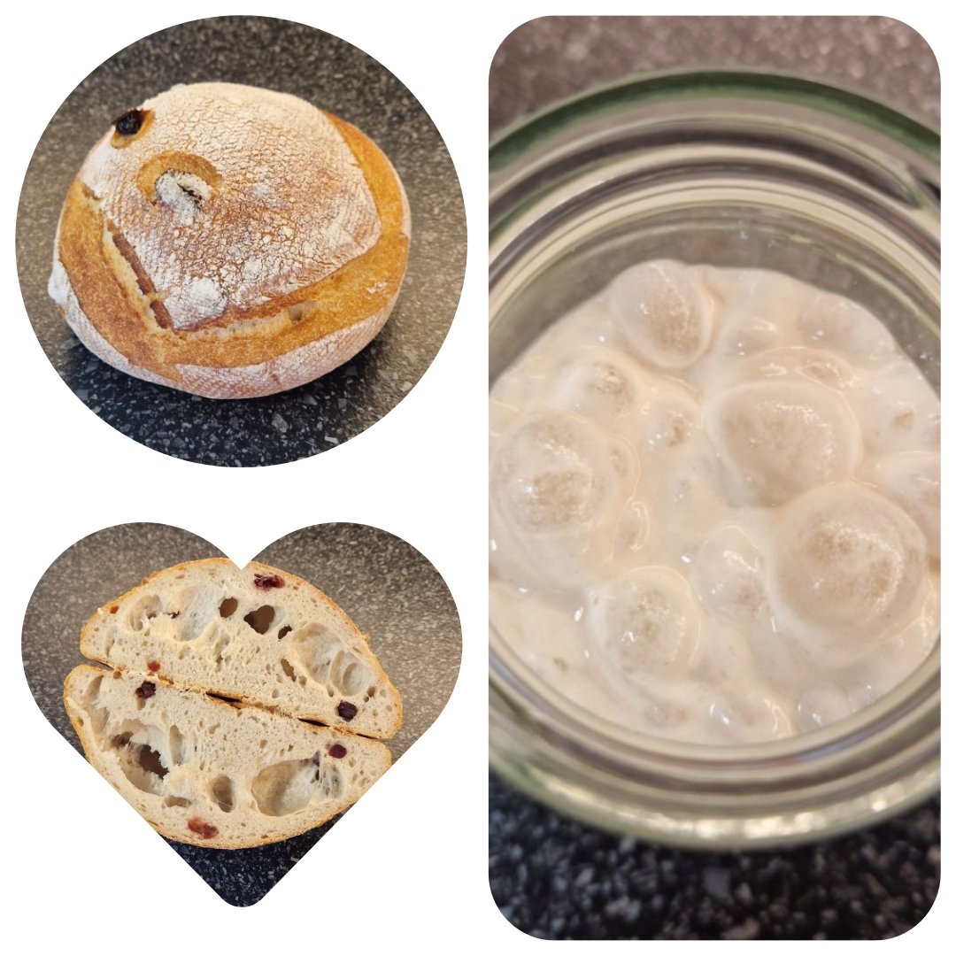 ShanDS14's tweet photo. ^_* Discovering possibilities ~ Red Wine Sourdough with Cranberry 🍞🍷🥰🤩
#Sourdough #Dezgard16 #RedWine #Merlot #Cranberry #AlcoholinBread #FunofBread #MeMyselfI 🍞🍷🥰🤩 https://t.co/w59YNKHaqa