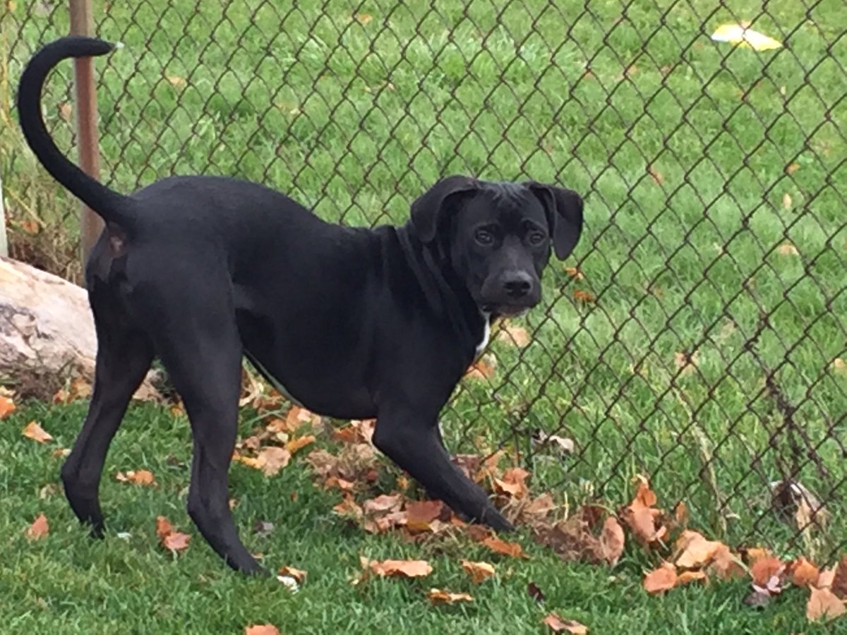 etoonders's tweet photo. @bunsenbernerbmd The look of guilt. HR will need to ask the right questions (or give treatos) for this one to ‘fess up. https://t.co/t7t36VToYD