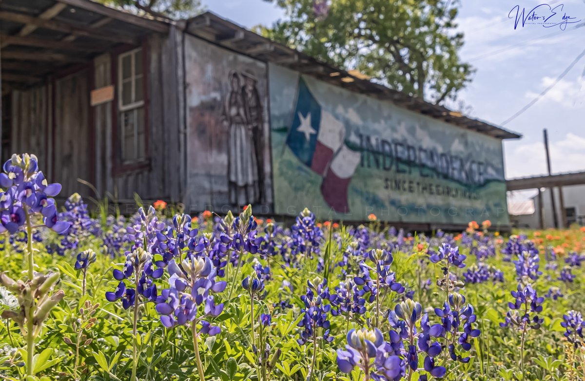 Good morning!
Bluebonnets blooming, this past weekend, in Independence, TX.

#watersedgedigitalphotography #texas #texaspride #texasphotographer #texasphotography #texasphotographers #bluebonnets #canon #canonphotography #canonr6 #texaswildflowers #texasbluebonnets #wildflowers