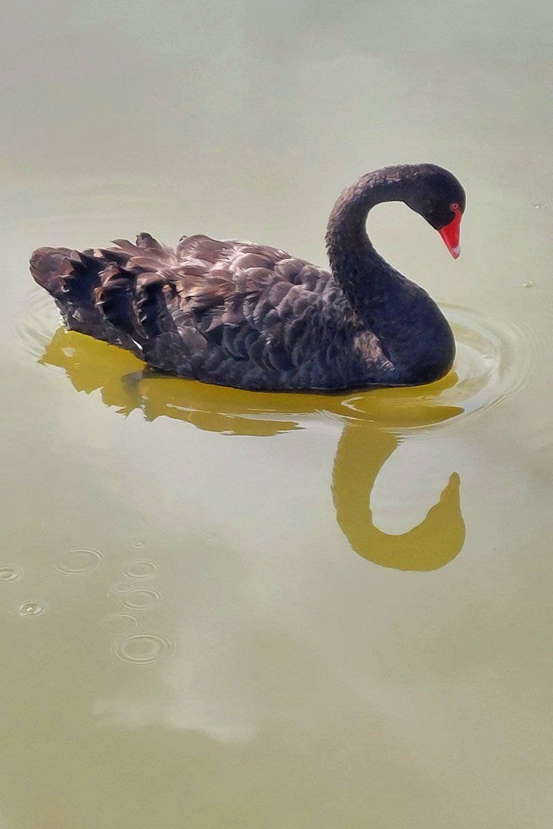 pfwaus's tweet photo. #Australian native Bkack Swan on the Murray River at #Mannum #SouthAustralia #Australia #nature #birds #birdwatching #birding https://t.co/Cgayz9WuKs