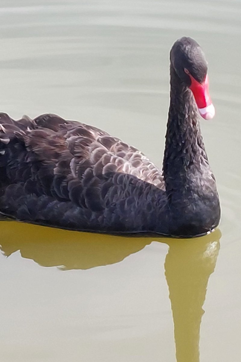 pfwaus's tweet photo. #Australian native Bkack Swan on the Murray River at #Mannum #SouthAustralia #Australia #nature #birds #birdwatching #birding https://t.co/Cgayz9WuKs