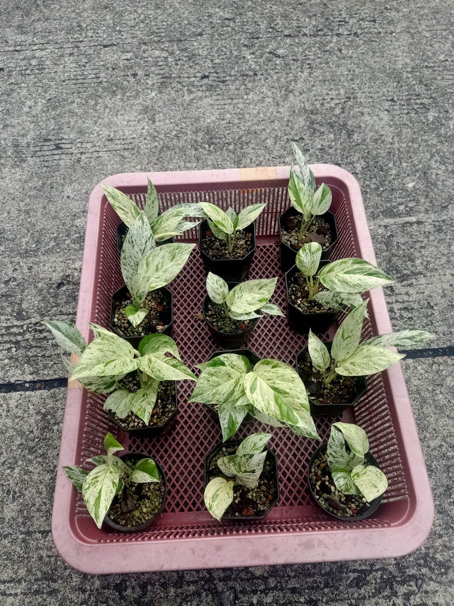 TT_plantstore's tweet photo. 🌱Epipremnum pinnatum marble variegated

Tonmong Tonmai 🪴 Rare plants, variegated plants shop 🇹🇭
✈️ Worldwide shipping
 Please  https://t.co/iNsRxJGkyv 

#Epipremnumpinnatummarble #philodendron #epimarble #aroid #plants #planttwitter #rareplants #variegated #plantgarden #garden https://t.co/ccKA9MuRuo