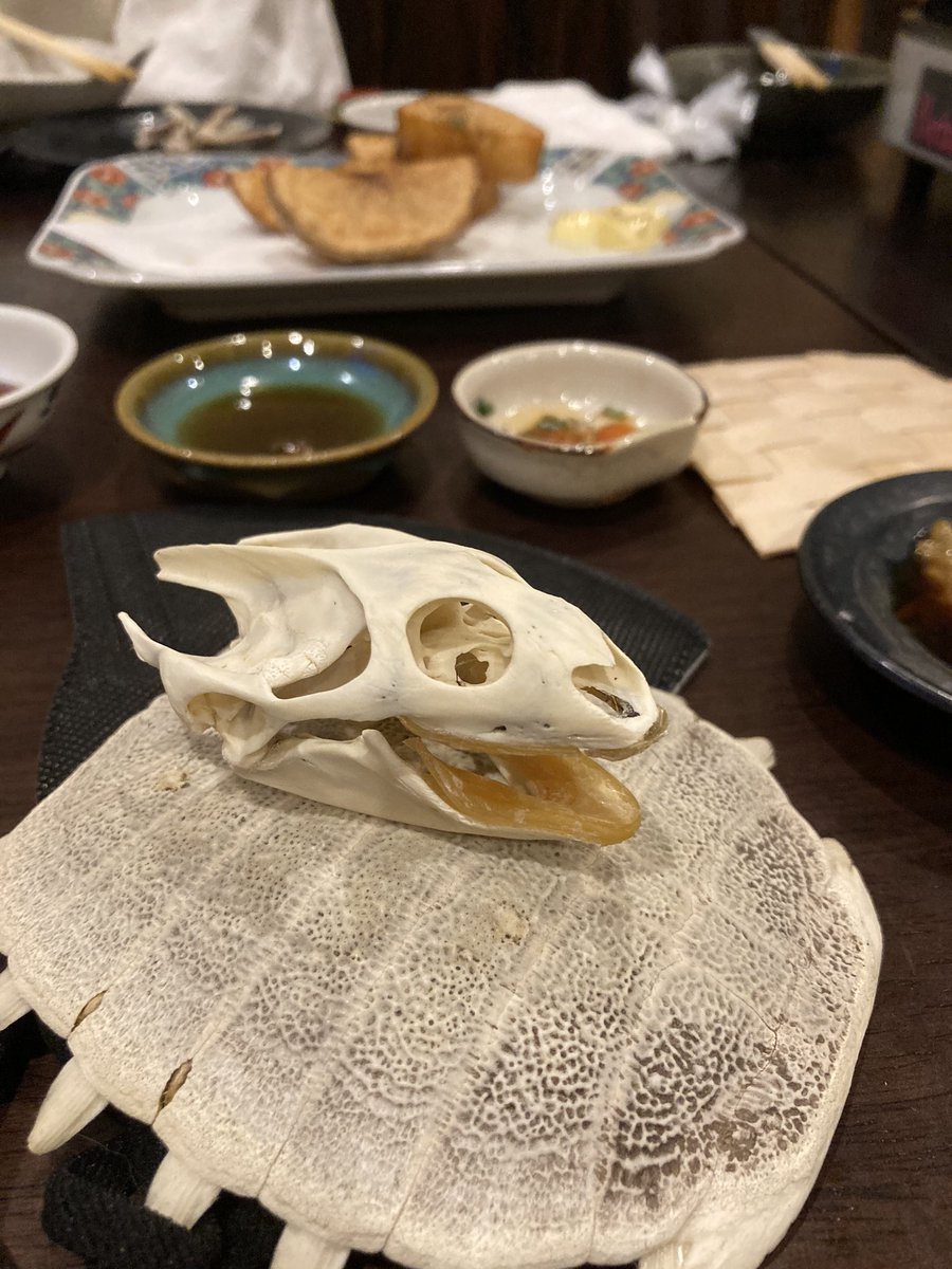 8dabewoman's tweet photo. すっぽんの甲羅しゃぶってる。明日鼻血出るかなぁ。あと甲羅の化石貰った。

#八王子飯
#すっぽん https://t.co/rxMqKAHwcZ