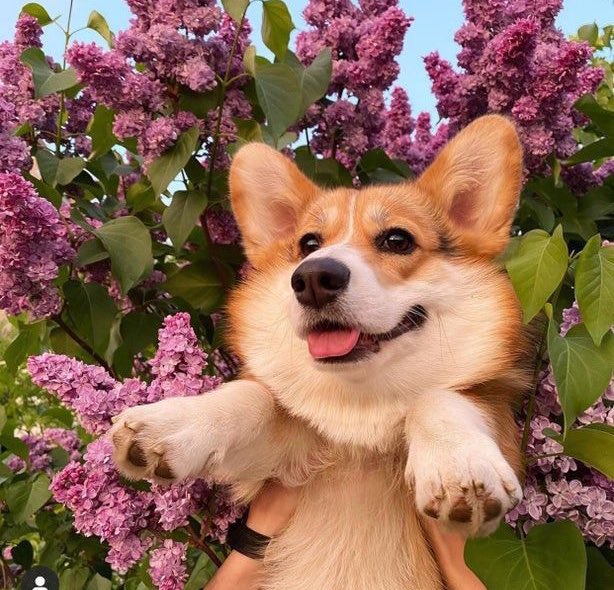 iamdlaw2's tweet image. Between a dog and Ogbeni Dipo PhD who get sense pass? 😂😂😂

🔄Rt for the dog

✅ Like for Ogbeni Dipo