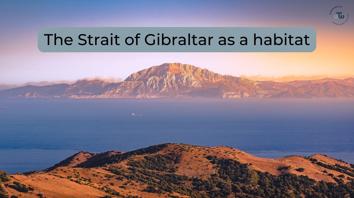 Connecting the Atlantic Ocean with the Mediterranean Sea, the Strait of Gibraltar is one of the most extraordinary habitats for fish and marine mammals in the world.
Find out more in our #WikiWhale blog by Franziska Schönweitz.
bit.ly/3TqGdsm
#StraitofGibraltar #whales