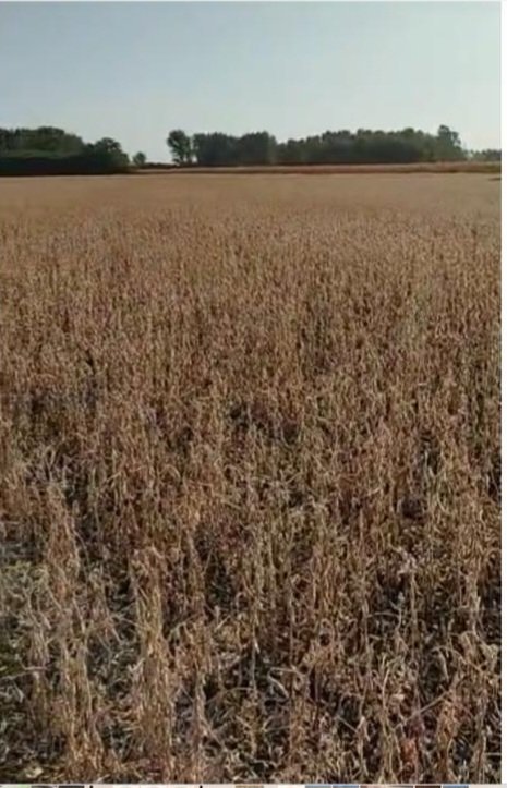 Ingenieriii's tweet photo. Se reportan datos de los 1ros lotes cosecha soja de 1ra. Campaña 22/23. Ruta 5, km 217, Bragado, Bs. As. Suelos clase 1.
Variedad grupo III. Sembrada el 17/10.
Rendimiento final: 168 kg/ha... sí, leyeron bien: 168 kg/ha. https://t.co/iXhnpi4Vjd