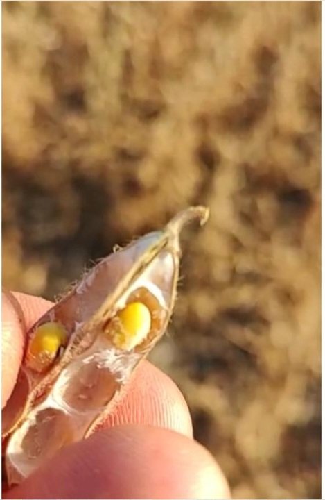 Ingenieriii's tweet photo. Se reportan datos de los 1ros lotes cosecha soja de 1ra. Campaña 22/23. Ruta 5, km 217, Bragado, Bs. As. Suelos clase 1.
Variedad grupo III. Sembrada el 17/10.
Rendimiento final: 168 kg/ha... sí, leyeron bien: 168 kg/ha. https://t.co/iXhnpi4Vjd