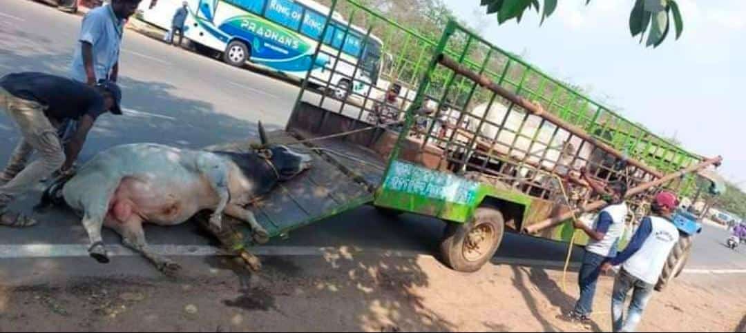jagu_vai_bjp's tweet photo. ହକିଖେଳ ବାହାନା ରେ ଗୋମାତା ଙ୍କୁ ଜୋରଜବରଦସ୍ତ ଉଠାଇବା, ଗୋମାଫିଆ ଙ୍କ ଠାରୁ ବଳକା ବ୍ୟବହାର କରିବା ସବୁଠାରୁ ଆଶ୍ଚର୍ୟ୍ଯ ର କଥା ହକି ଜାନୁଆରୀ ମାସରୁ ସରିବା ପରେ ମଧ୍ୟ ଆଜି ଯାଏଁ ଷଣ୍ଢ ଙ୍କୁ ଉଠା ଚାଲିଛି ମେୟର ମାହୋଦୟା ତଥା ପ୍ରଶାସନ କୁ ଅନୁରୋଧ ଏହାର ସଠିକ୍ ତଦନ୍ତ କରିବା ସହ ନିରୀହ ଗୋମାତାଙ୍କୁ ନ୍ୟାୟ ପ୍ରଦାନ କରିବେ।@MoSarkar5T https://t.co/nEaKU2gWe1