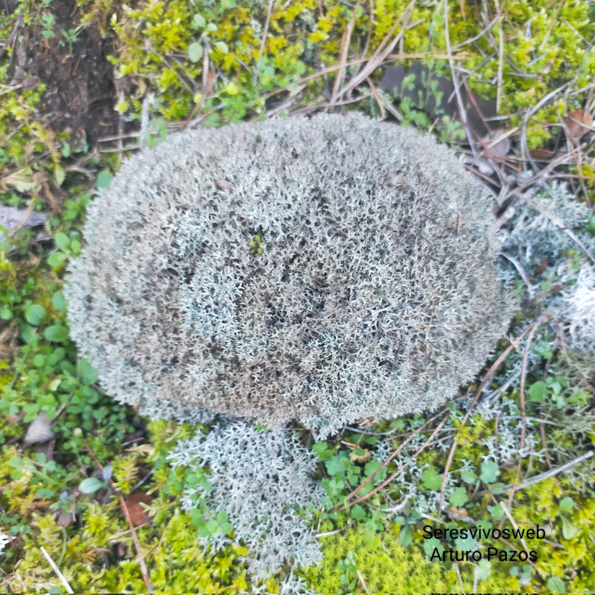 Mucho me ha llamado la atención está pelota de líquenes sobre un manto de musgo. Imagino que en el interior haya una corteza o un pequeño trozo de madera, quién sabe. La verdad es que entiendo poco de estas especies

#curiosidades #naturaleza #natural #medioambiente #flora #Foto