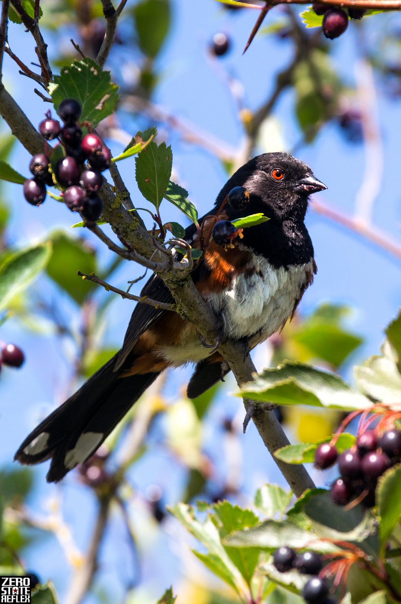 The Spotted Towhee fire eyes, Seattle 

#spottedtowhee #birds #zerostatereflex #canon #5dmark3 #seattle