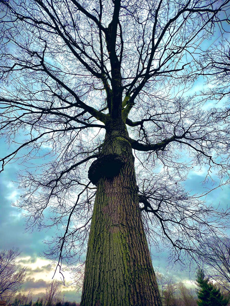sliprockseeker's tweet photo. Faithful Tree returns us to trusting wonder where mystery is accessed and received #BeWithaTree #thicktrunktuesday #spirituality #Mindfulness https://t.co/JSZGIdSpTl