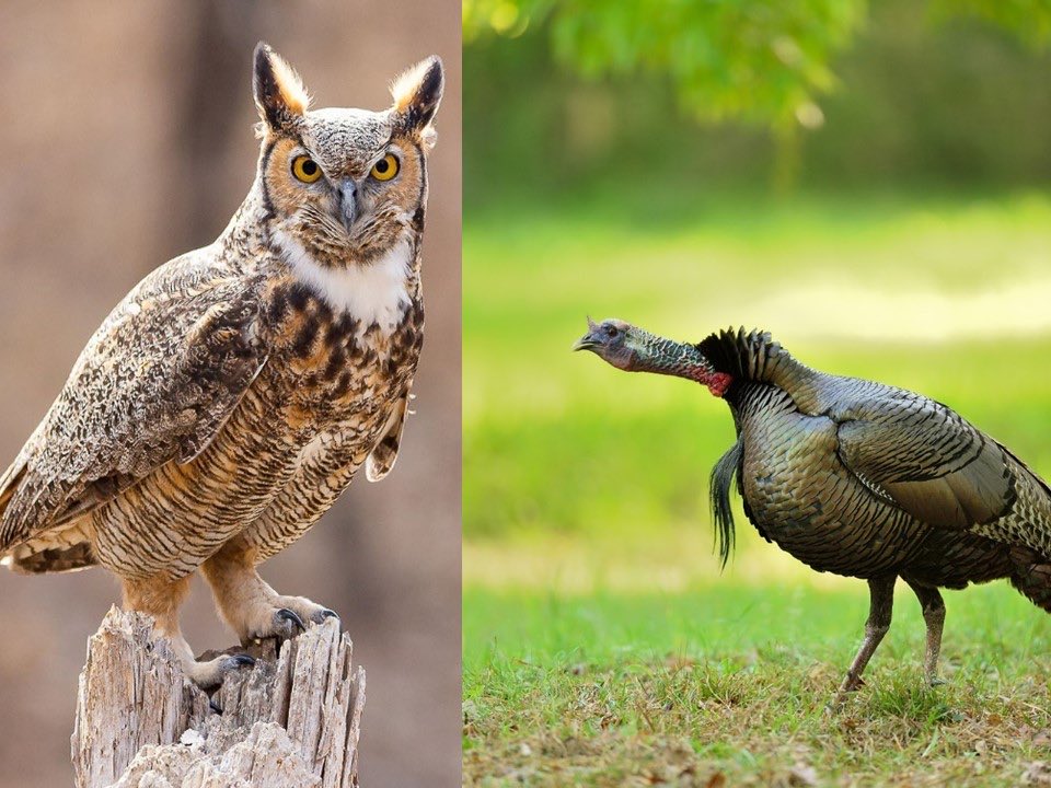Great-horned owls are important predators of wild turkeys, and often kill toms in spring at the roost. I suspect owls locate toms when they’re gobbling. Turkeys escape many predators by roosting, but not horned owls ⁦<a href="/DrShortSpur/">Bret Collier</a>⁩ ⁦<a href="/NWTF_official/">The National Wild Turkey Federation</a>⁩ ⁦<a href="/MossyOak/">Mossy Oak</a>⁩