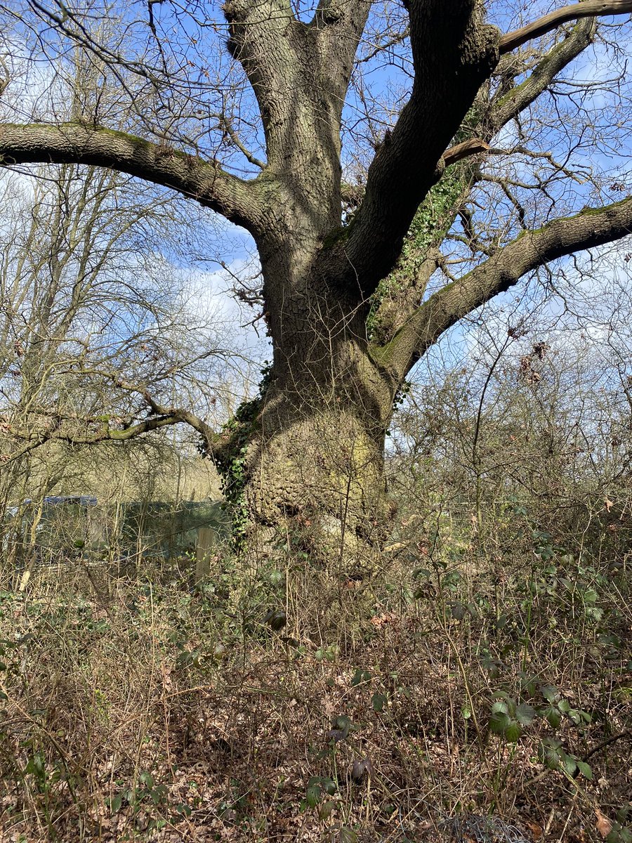 #thicktrunktuesday #chessingtonwoods