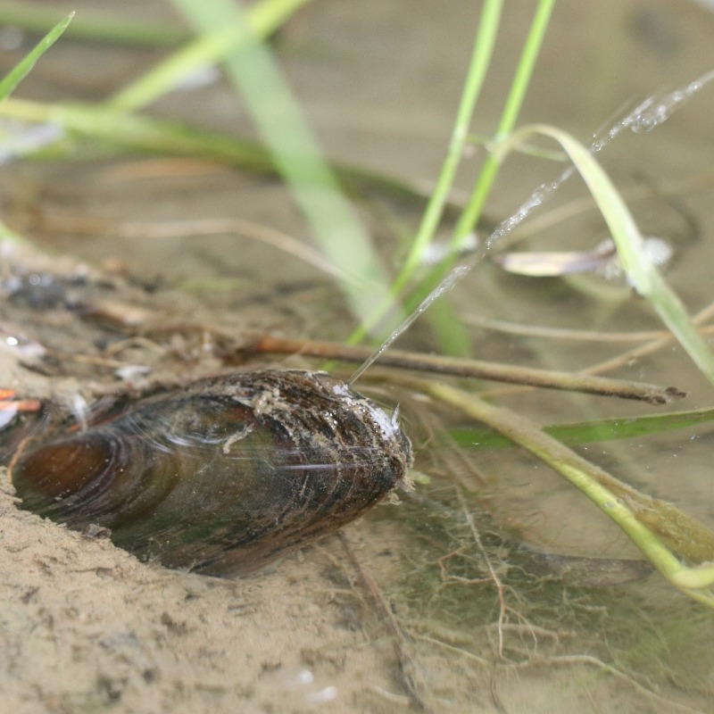 Cambridge_Uni's tweet photo. These river mussels squirt water jets for up to 6 hours! But how does it help to boost their chances of reproductive success?

This behaviour has never been seen in any other mussel species.

Watch them in action 👇

@CamZoology @CorpusCambridge @Catz_Cambridge
